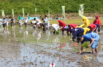 田植え